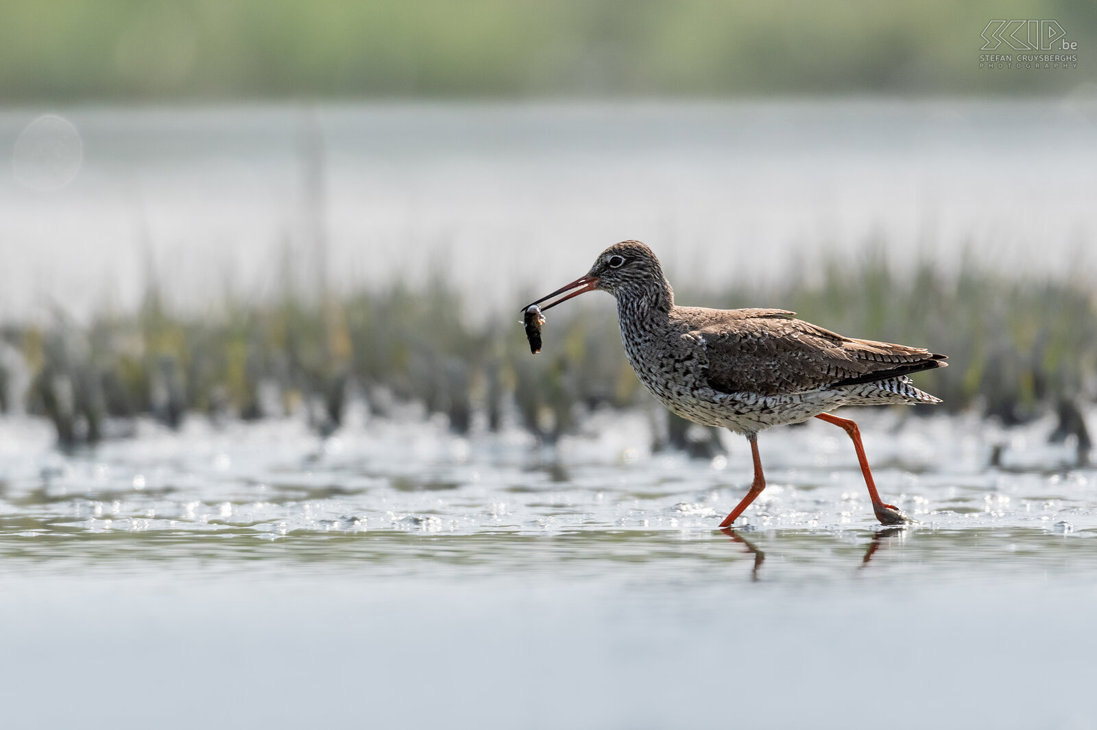 Watervogels  - Tureluur Tureluur / Common redshank / Tringa totanus Stefan Cruysberghs